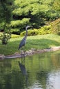 Blue Heron standing at waters edge