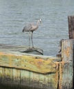 Blue Heron Standing on a Wood Pier