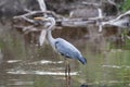 Blue Heron stands in small pond in wildlife sanctuary. Royalty Free Stock Photo