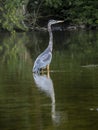 Blue heron statuesque pose standing tall with reflection on the Roanoke River on the Salem Greenway Royalty Free Stock Photo