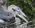 Blue Heron Stock Photos. Blue Heron birds baby on the nest. Baby Heron birds close-up profile view. Royalty Free Stock Photo