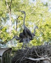 Blue Heron Stock Photos. Blue Herons couple in courtship on nest. Image. Picture. Portrait