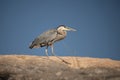 Great Blue Heron raptor Royalty Free Stock Photo