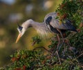 Blue heron stretches for nesting material Royalty Free Stock Photo