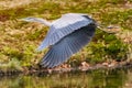 Blue Heron Takes Flight (wings downbeat) Royalty Free Stock Photo