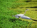 Blue Heron taking off Royalty Free Stock Photo