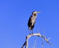 Blue Heron in tree in Rio Lagartos