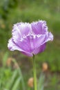 Blue heron tulip flower needle varietal, one proud head of a tulip delicate lilac purple Royalty Free Stock Photo