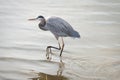 Blue Heron Walking through Bay