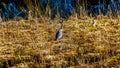 Blue Heron walking in the reeds of Pitt-Addington Marsh at the town of Maple Ridge in the Fraser Valley of British Columbia Canada Royalty Free Stock Photo