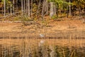 Blue heron walking the shoreline