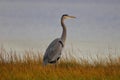 Blue Heron in a trance