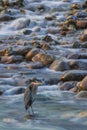 Blue Heron, Washington State Royalty Free Stock Photo