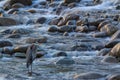 Blue heron at Skykomish River Royalty Free Stock Photo