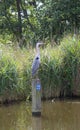 Blue Heron watching Royalty Free Stock Photo