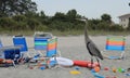 Blue heron watching the sun setting over Gulf of Mexico amongst beach chairs and toys Royalty Free Stock Photo