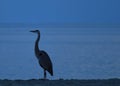 Blue heron peacefully watching the sun begin to rise over Gulf of Mexico