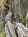 Blue Heron on wood in a Louisiana swamp Royalty Free Stock Photo