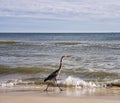 Alabama Gulf Coast avian wildlife Royalty Free Stock Photo