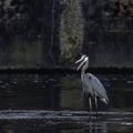 Blue herron with open beak