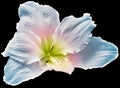 Blue hibiscus flower isolated on black background. Close-up. For design. Nature. Royalty Free Stock Photo