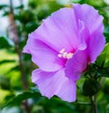 Blue hibiscus in a garden surrounded by greenery under sunlight with a blurry background Royalty Free Stock Photo