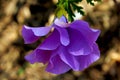 Blue Hibiscus, Lilac Hibiscus, Purple Hibiscus, California Hibiscus Royalty Free Stock Photo
