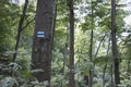 Blue hiking mark on a tree trunk in forest Royalty Free Stock Photo