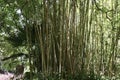 Blue Himalayan bamboo Himalayacalamus hookerianus 1