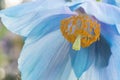 Blue Himalayan poppy