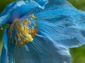 Blue himalayan poppy growing in botanical garden in washington