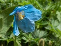 Blue himalayan poppy growing in botanical garden in washington