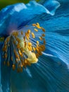 Blue himalayan poppy growing in botanical garden in washington