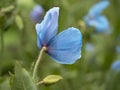 Blue Himalayan poppy, Meconopsis, seen from behind