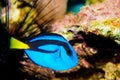 Blue Hippo Tang Fish Royalty Free Stock Photo