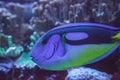 Blue Hippo Tang fish Paracanthurus hepatus Royalty Free Stock Photo