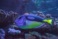 Blue Hippo Tang fish Paracanthurus hepatus Royalty Free Stock Photo