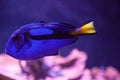 Blue Hippo Tang fish Paracanthurus hepatus Royalty Free Stock Photo