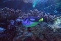 Blue Hippo Tang fish Paracanthurus hepatus Royalty Free Stock Photo