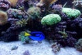 Blue Hippo Tang fish swimming in aquarium with coral reef Royalty Free Stock Photo