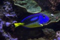 Blue Hippo Tang Paracanthurus. Royalty Free Stock Photo