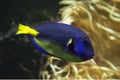 The Blue Hippo Tang Paracanthurus hepatus. Royalty Free Stock Photo