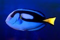 Blue hippo Tang Paracanthurus hepatus Royalty Free Stock Photo