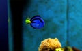 Blue hippo Tang Paracanthurus hepatus Royalty Free Stock Photo