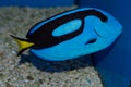 Blue Hippo Tang Royalty Free Stock Photo