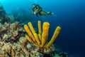 Blue Hole Belize Scuba Diving