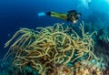 Blue Hole Belize Scuba Diving Royalty Free Stock Photo