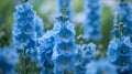 Blue hollyhocks with green stems. Flowering flowers, a symbol of spring, new life