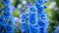 Blue hollyhocks with green stems. Flowering flowers, a symbol of spring, new life