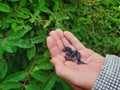 Blue honeysuckle berries on hand of caucasian woman. Healthy berry for veggie diet